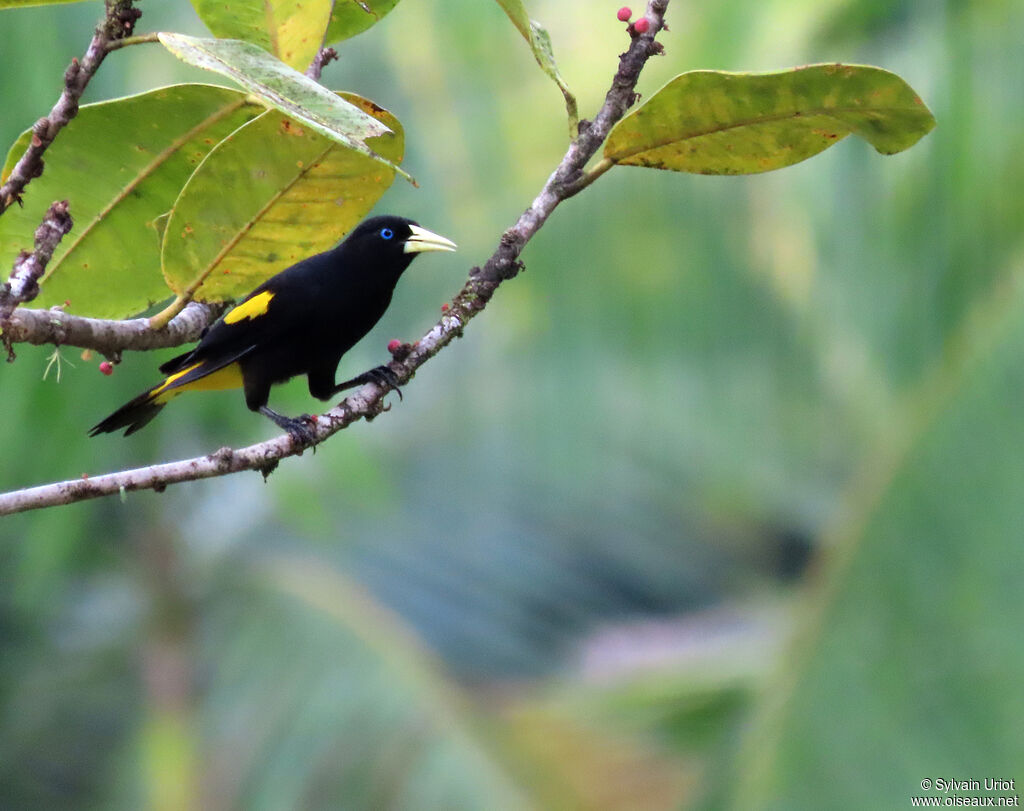 Yellow-rumped Caciqueadult