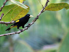 Yellow-rumped Cacique