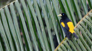 Yellow-rumped Cacique