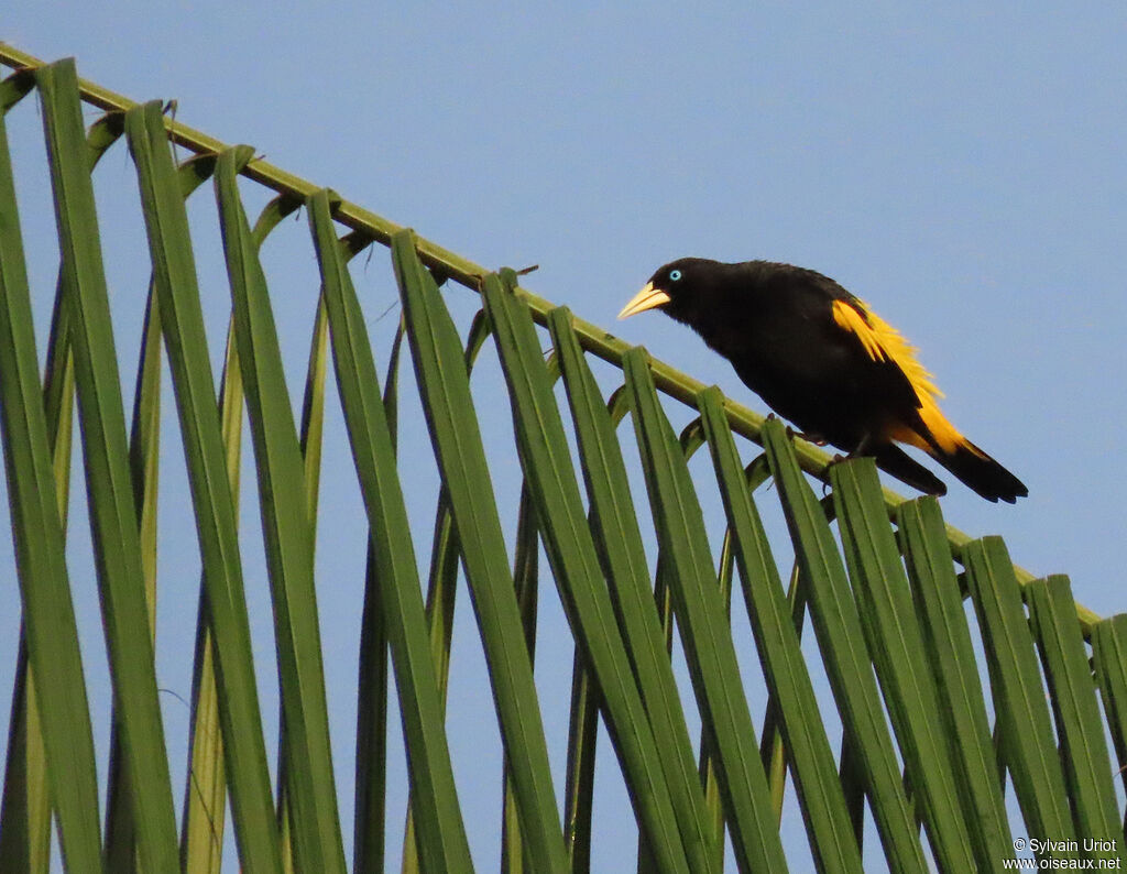 Yellow-rumped Caciqueadult