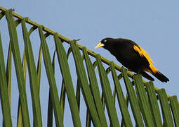 Yellow-rumped Cacique