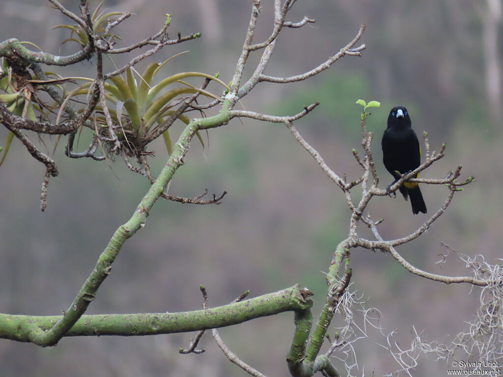 Yellow-rumped Cacique