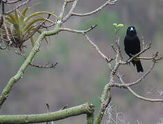 Yellow-rumped Cacique