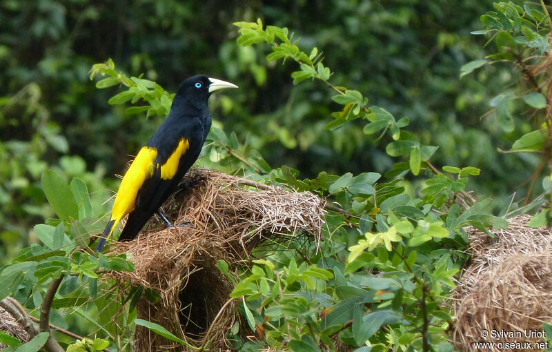 Yellow-rumped Caciqueadult, colonial reprod.