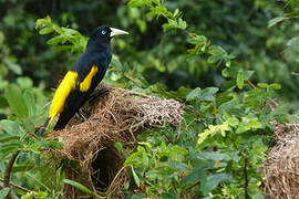 Yellow-rumped Cacique