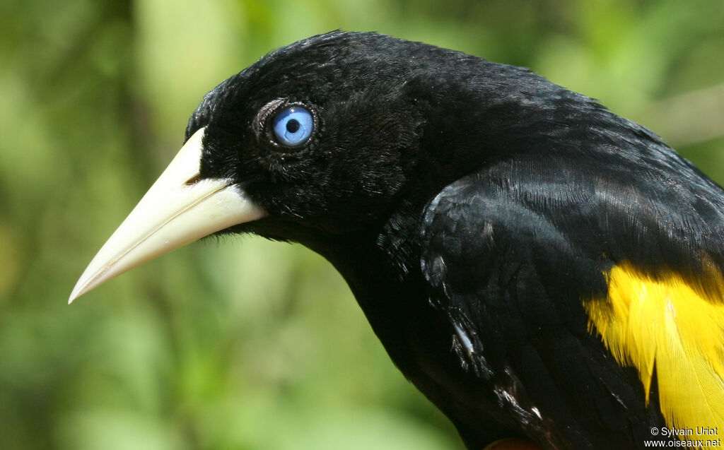 Yellow-rumped Caciqueadult