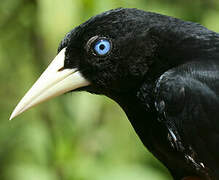 Yellow-rumped Cacique