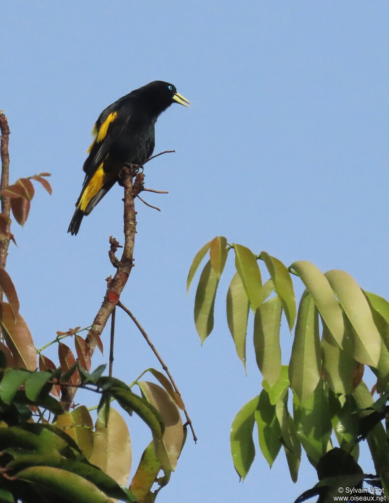 Yellow-rumped Caciqueadult