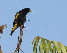 Yellow-rumped Cacique