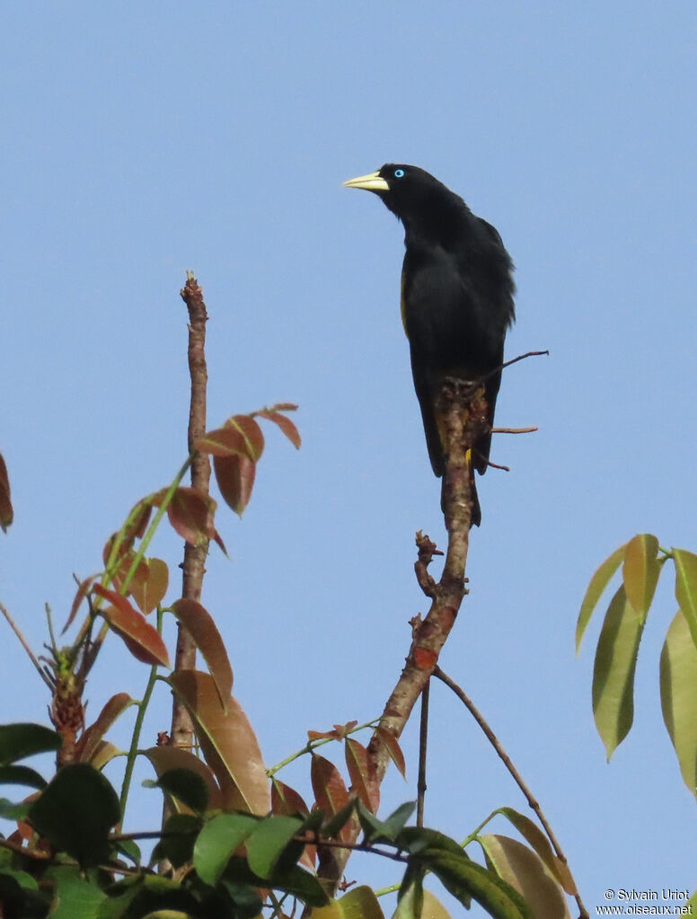 Yellow-rumped Caciqueadult