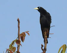 Yellow-rumped Cacique