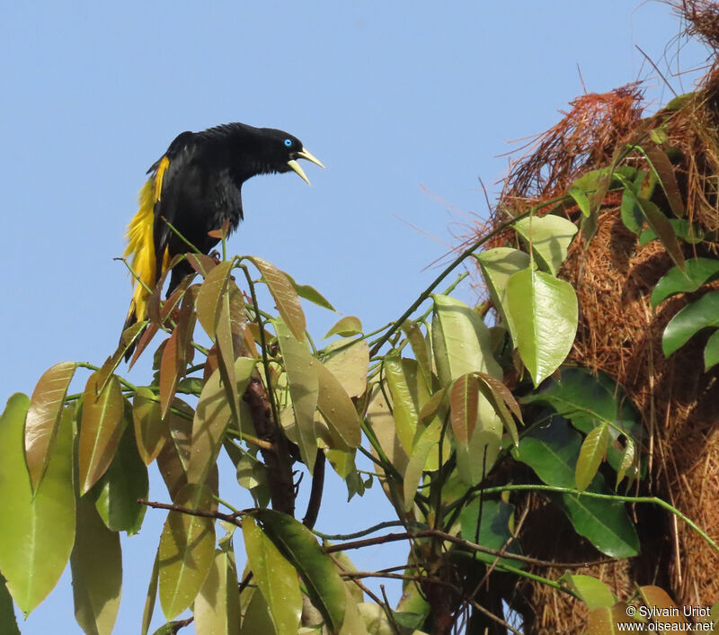 Yellow-rumped Caciqueadult, courting display, Reproduction-nesting