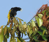 Yellow-rumped Cacique