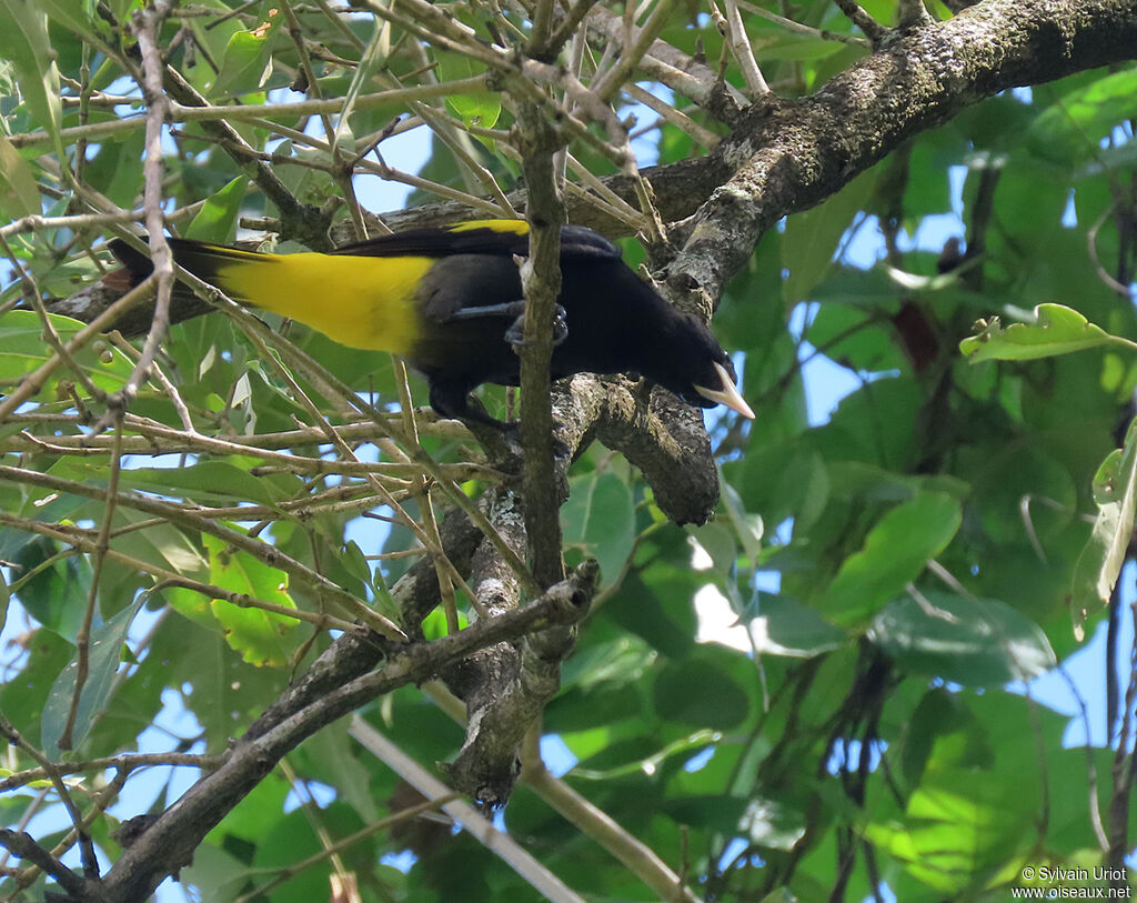 Yellow-rumped Caciqueadult