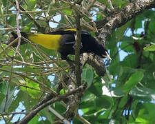 Yellow-rumped Cacique