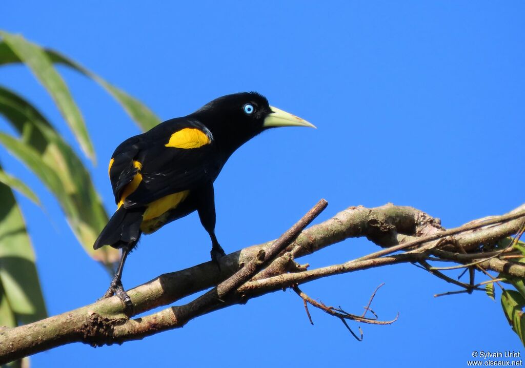 Yellow-rumped Caciqueadult