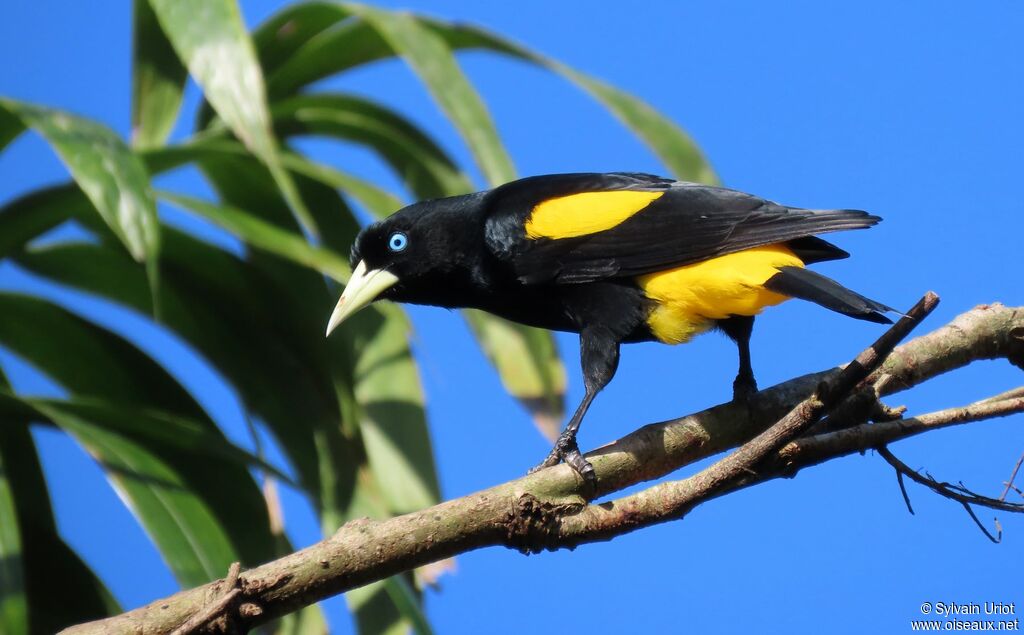 Yellow-rumped Caciqueadult