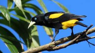 Yellow-rumped Cacique