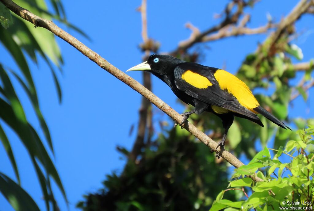 Yellow-rumped Caciqueadult