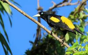 Yellow-rumped Cacique