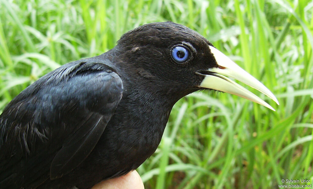 Red-rumped Caciqueadult