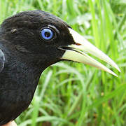 Red-rumped Cacique