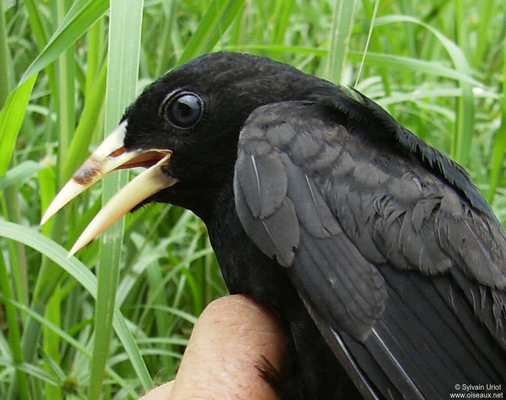 Red-rumped Caciqueimmature