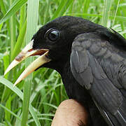 Red-rumped Cacique