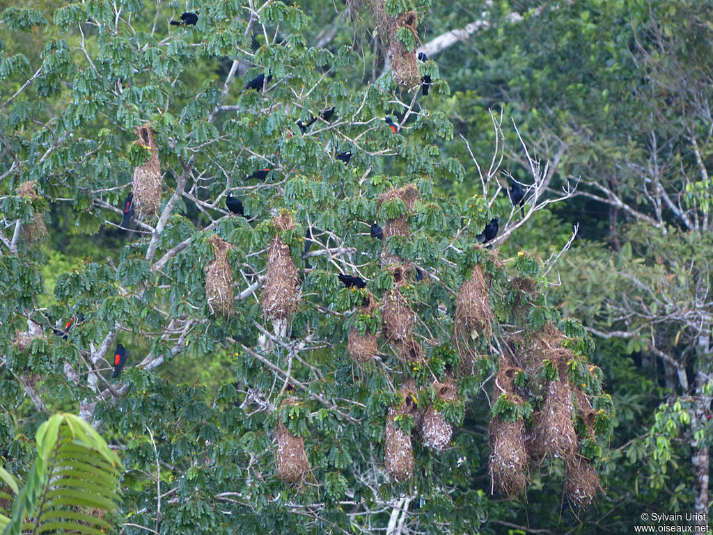 Red-rumped Cacique, colonial reprod.