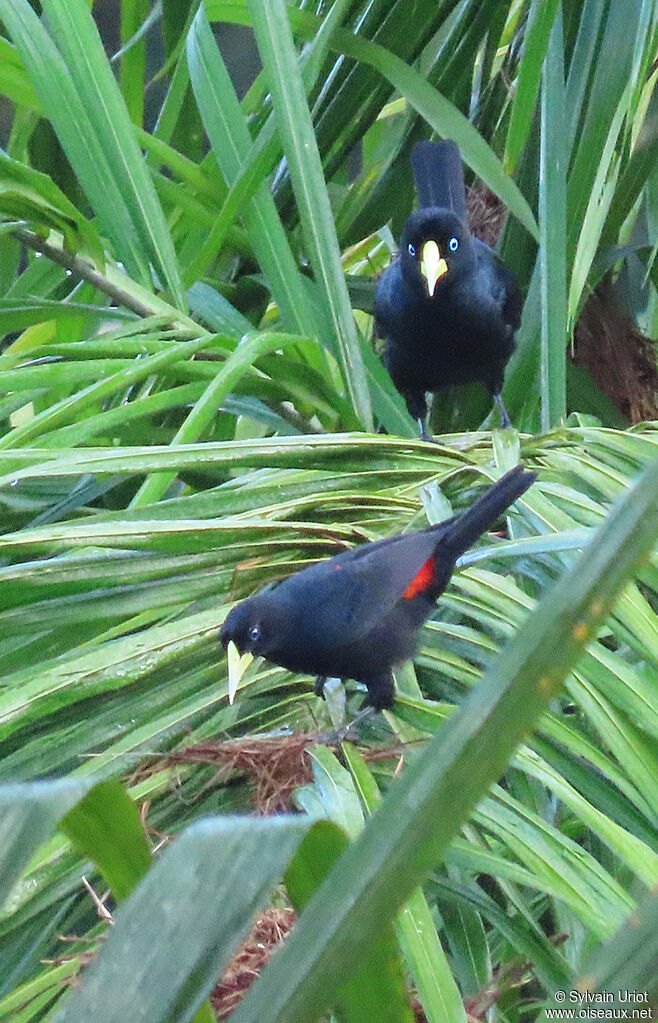 Red-rumped Caciqueadult