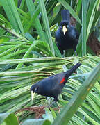 Red-rumped Cacique