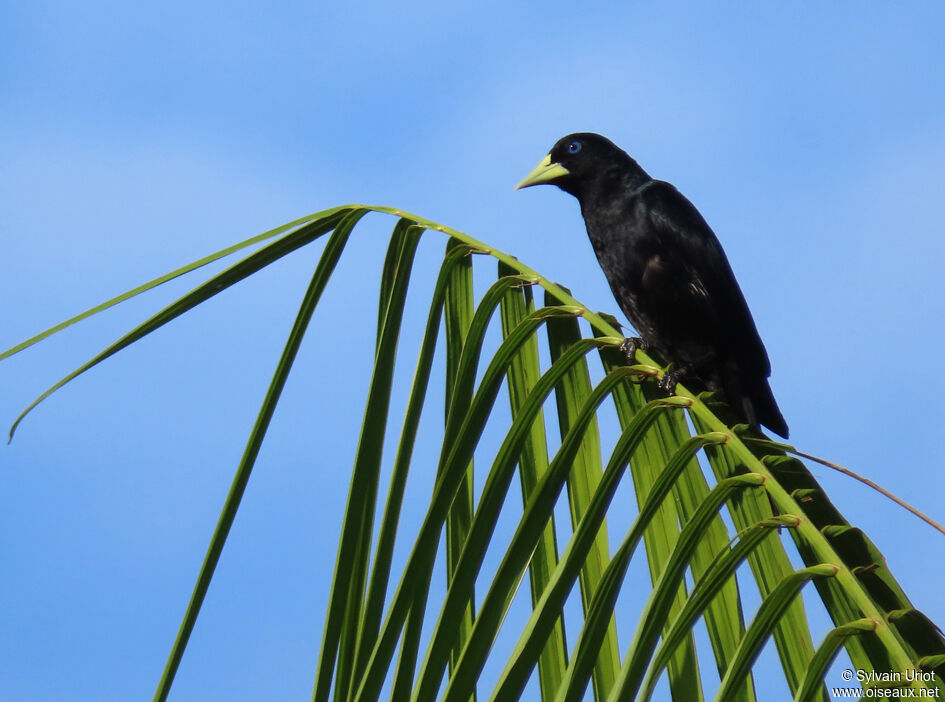 Red-rumped Caciqueadult