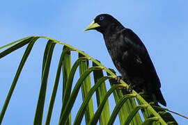 Red-rumped Cacique