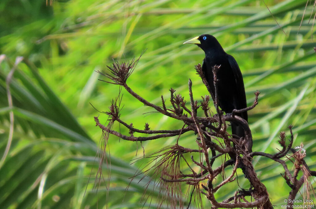 Red-rumped Caciqueadult