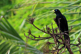 Red-rumped Cacique