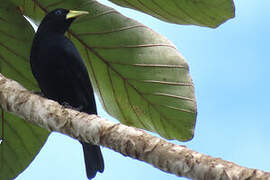 Red-rumped Cacique