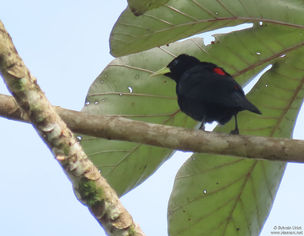 Red-rumped Caciqueadult