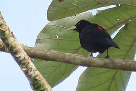 Red-rumped Cacique