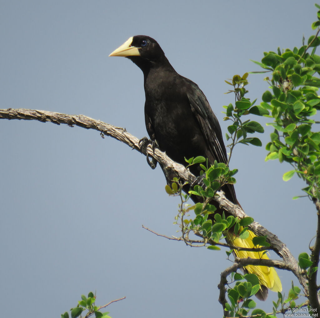 Crested Oropendolaadult