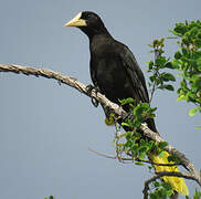 Crested Oropendola