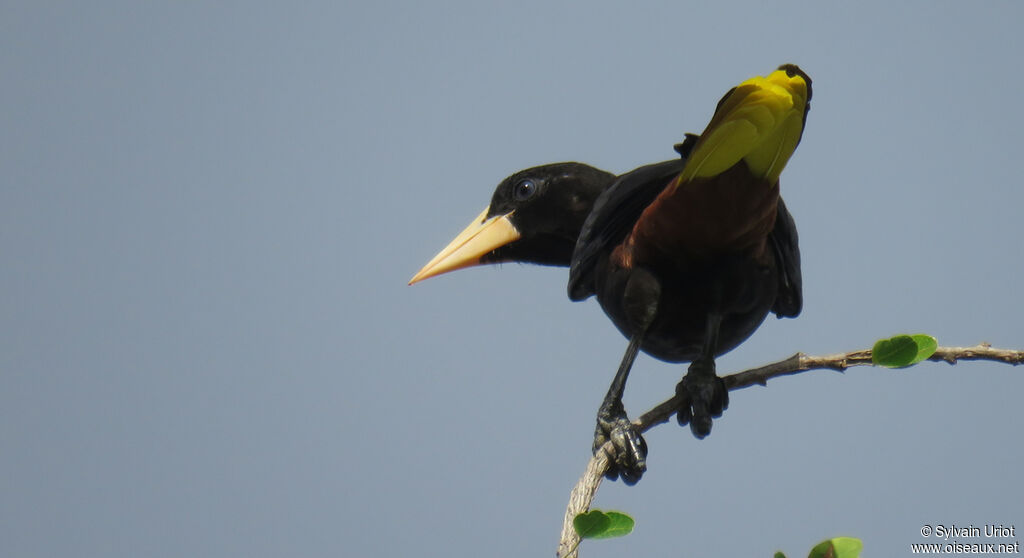 Crested Oropendolaadult