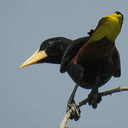 Crested Oropendola