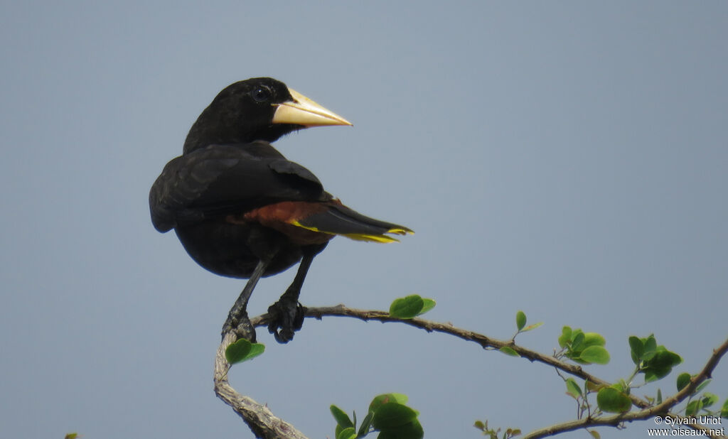 Crested Oropendolaadult