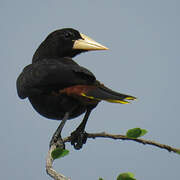 Crested Oropendola