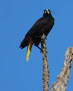 Crested Oropendola