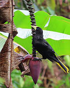 Crested Oropendola