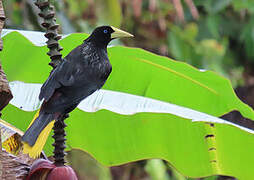 Crested Oropendola