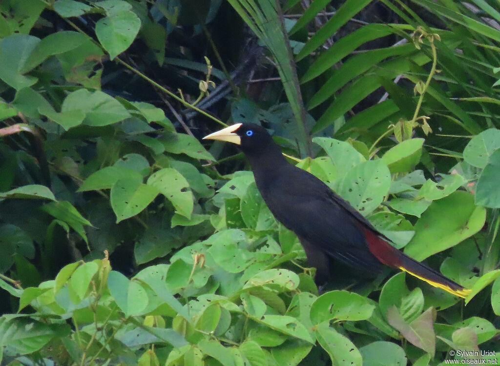 Crested Oropendolaadult