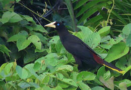 Crested Oropendola