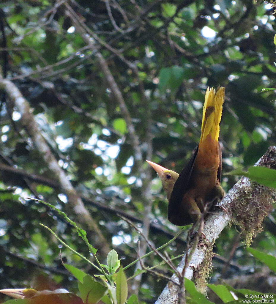 Russet-backed Oropendolaadult